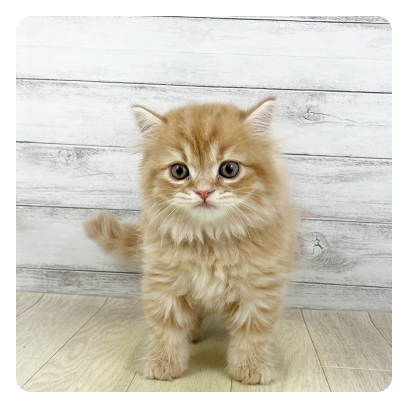 愛知県のスコティッシュフォールド (犬の家＆猫の里春日井本店/2025年5月15日生まれ/女の子/レッドタビーホワイト)の子猫