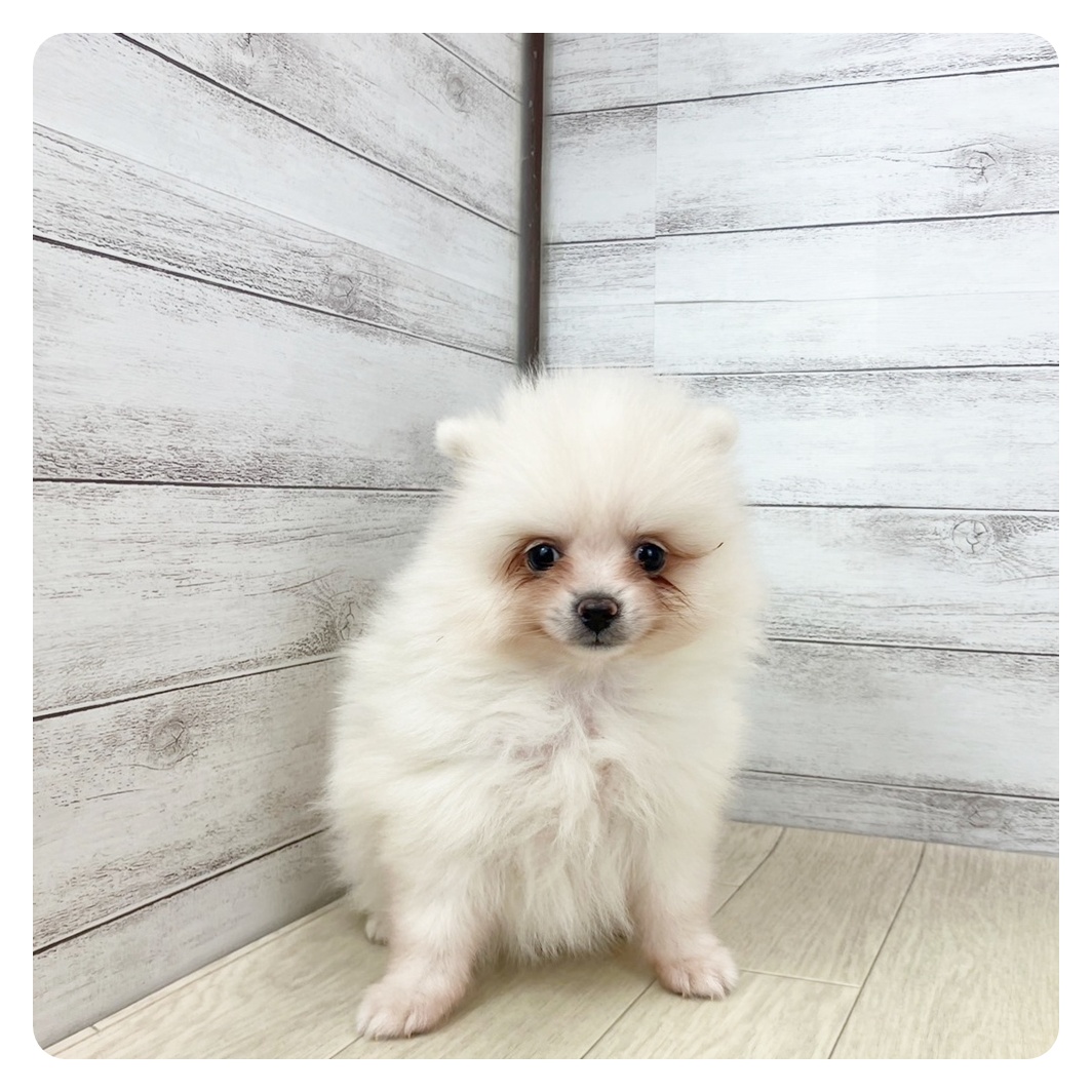 岐阜県のポメラニアン (犬の家＆猫の里カラフルタウン岐阜店/2025年5月24日生まれ/女の子/クリーム)の子犬の2枚目の画像