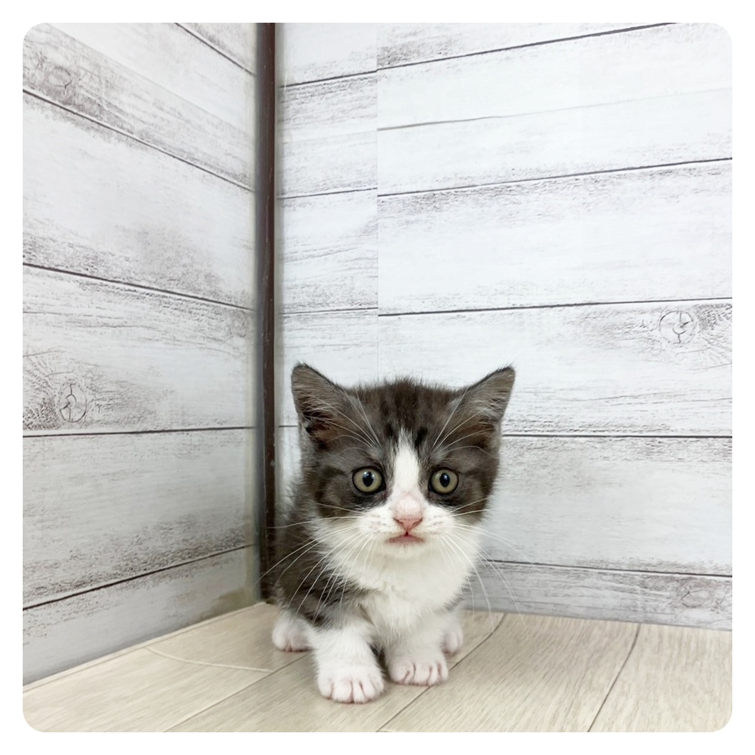 愛知県のマンチカン (犬の家＆猫の里岡崎店/2025年5月21日生まれ/男の子/シルバータビーホワイト)の子猫の4枚目の画像