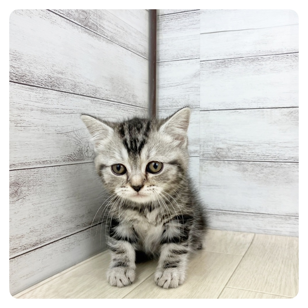 静岡県のマンチカン (犬の家＆猫の里富士店/2025年5月21日生まれ/男の子/シルバータビー)の子猫の2枚目の画像