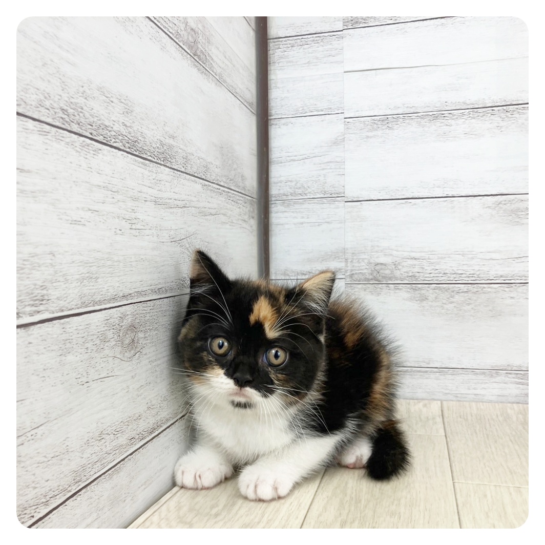 愛知県のマンチカン (犬の家＆猫の里春日井本店/2025年5月21日生まれ/女の子/キャリコ)の子猫