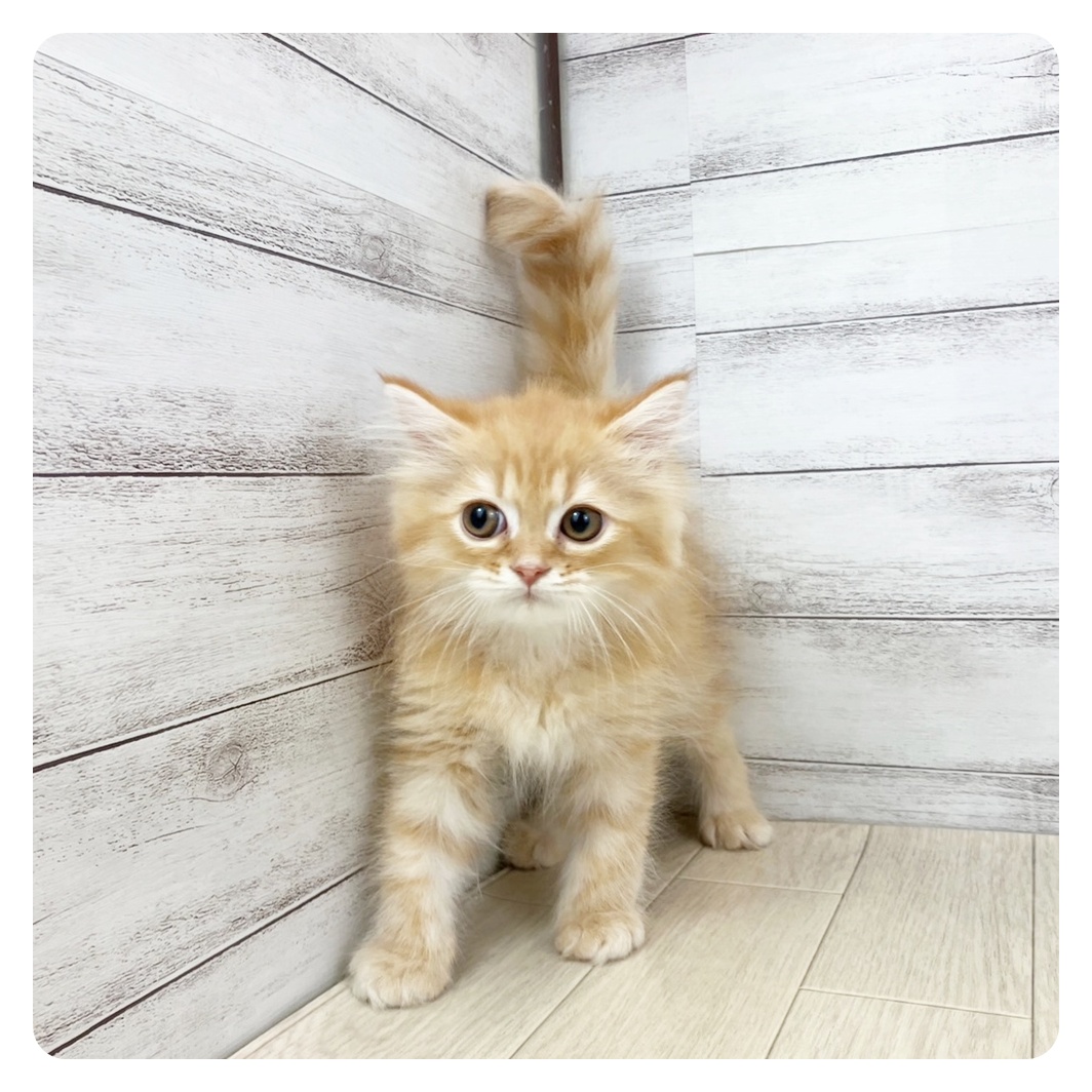 愛知県のエキゾチック (犬の家＆猫の里エアポートウォーク店/2025年5月21日生まれ/男の子/レッドタビー)の子猫の2枚目の画像