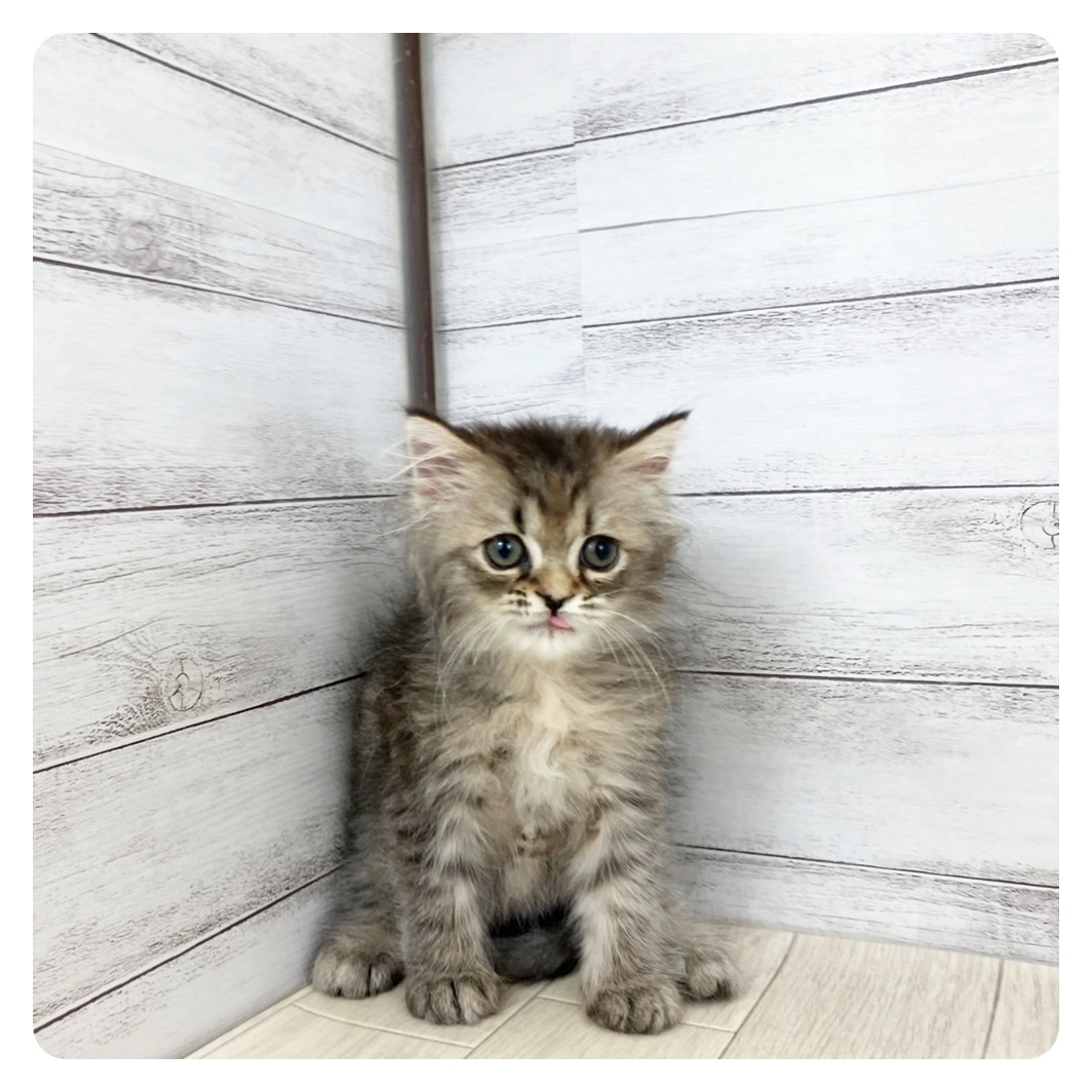 愛知県のエキゾチック (犬の家＆猫の里豊田店/2025年5月21日生まれ/女の子/ブラウンパッチドタビー)の子猫の3枚目の画像