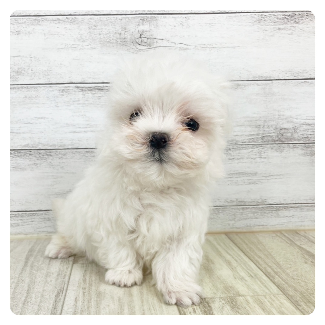 兵庫県のマルチーズ (犬の家＆猫の里川西店/2025年5月23日生まれ/男の子/ホワイト)の子犬