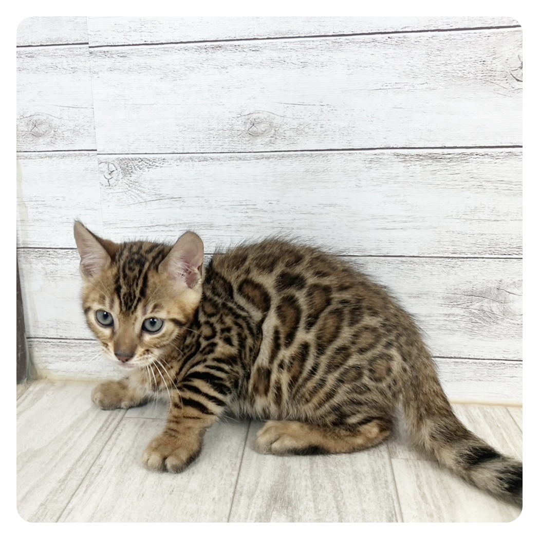 滋賀県のベンガル (犬の家＆猫の里近江八幡店/2025年5月23日生まれ/男の子/ブラウンスポットタビー)の子猫の2枚目の画像