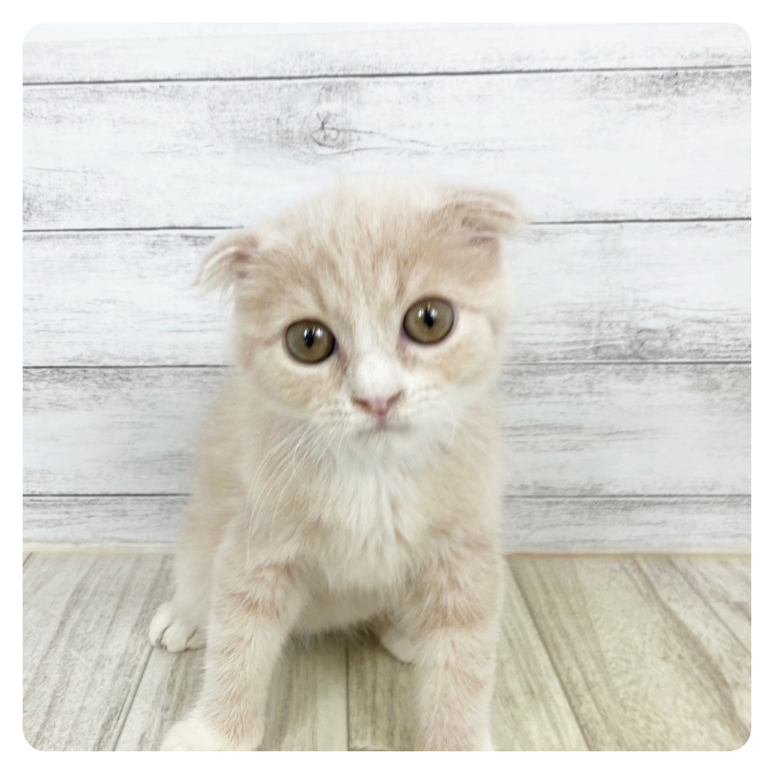 福井県のスコティッシュフォールド (犬の家＆猫の里アミーゴ福井大和田店/2025年5月15日生まれ/男の子/クリームホワイト)の子猫の3枚目の画像