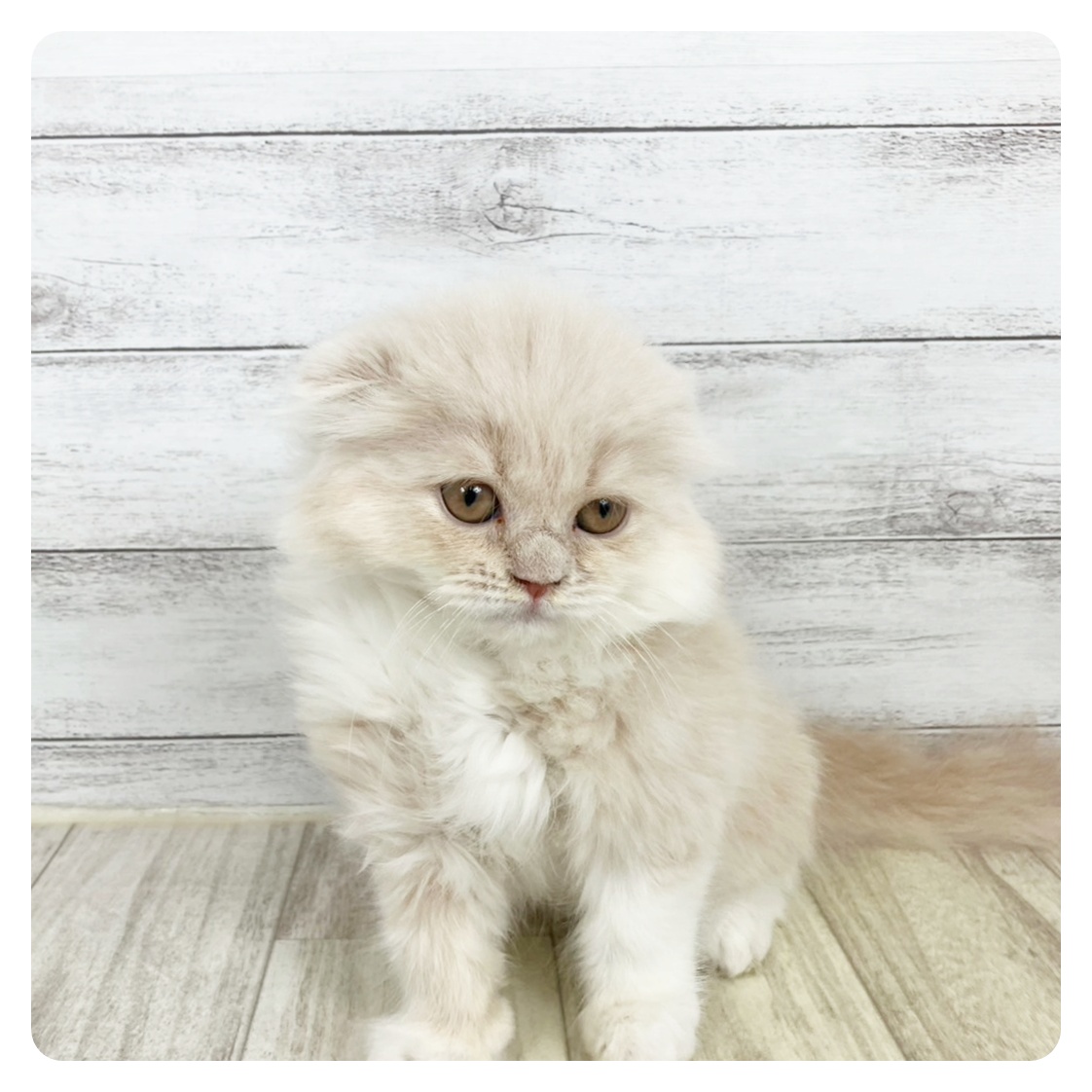 兵庫県のスコティッシュフォールド (犬の家＆猫の里ゆめタウン姫路店/2025年5月20日生まれ/女の子/クリームホワイト)の子猫の2枚目の画像