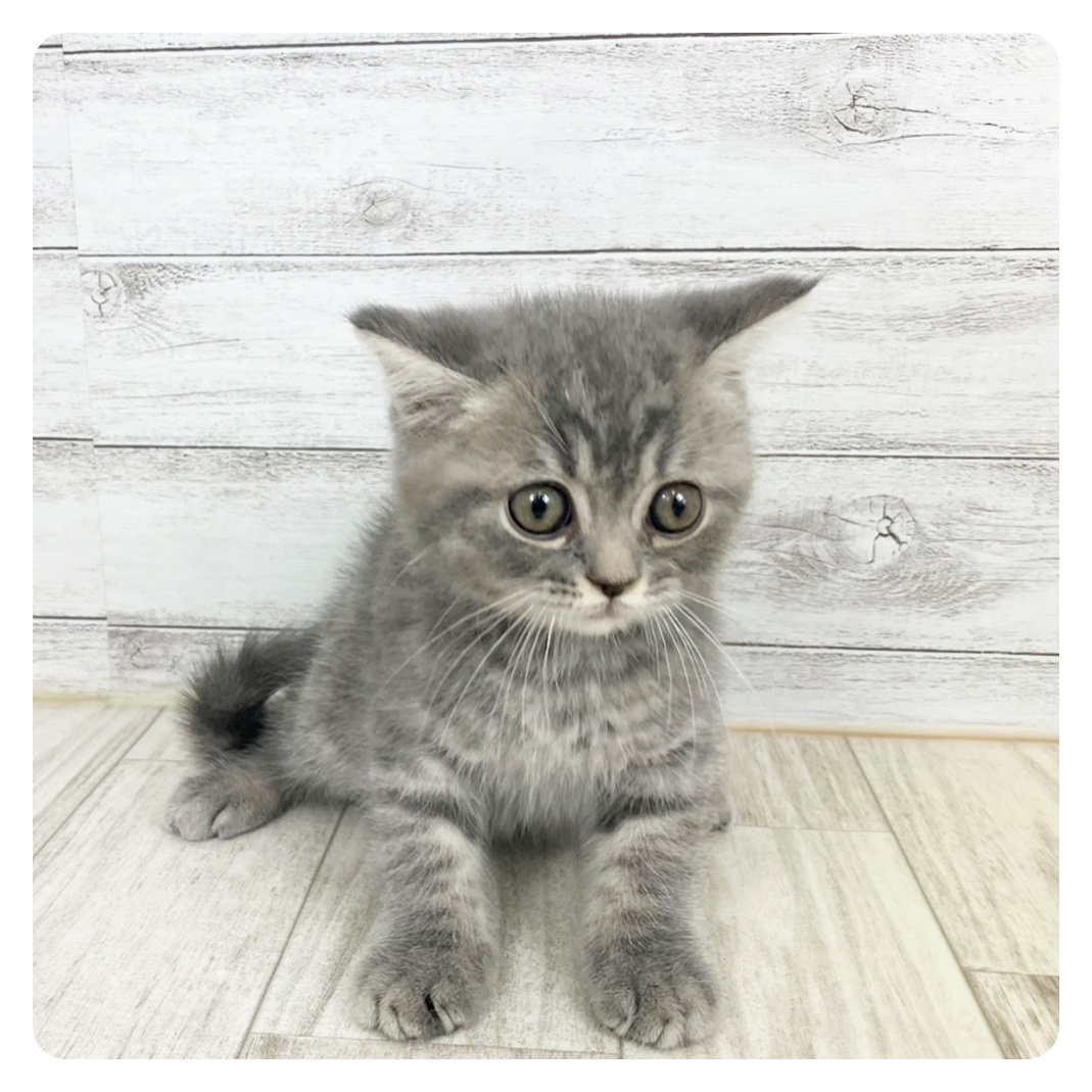 兵庫県のスコティッシュストレート (犬の家＆猫の里川西店/2025年5月23日生まれ/男の子/ブルータビー)の子猫