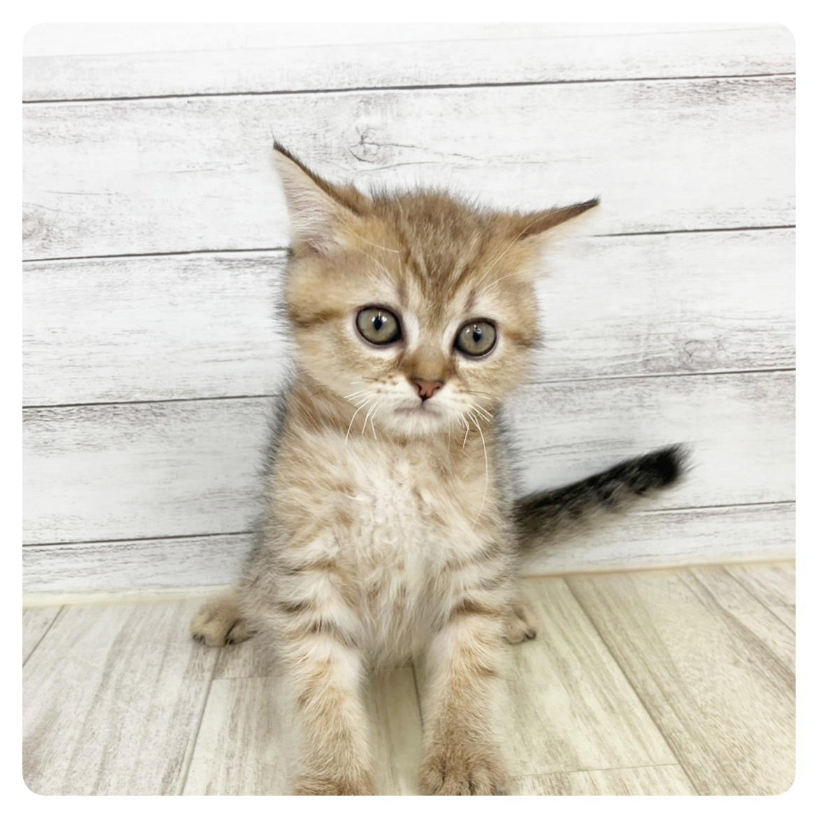 富山県のミヌエット (犬の家＆猫の里アミーゴ高岡蓮花寺店/2025年5月20日生まれ/男の子/ブラウンタビー)の子猫の2枚目の画像