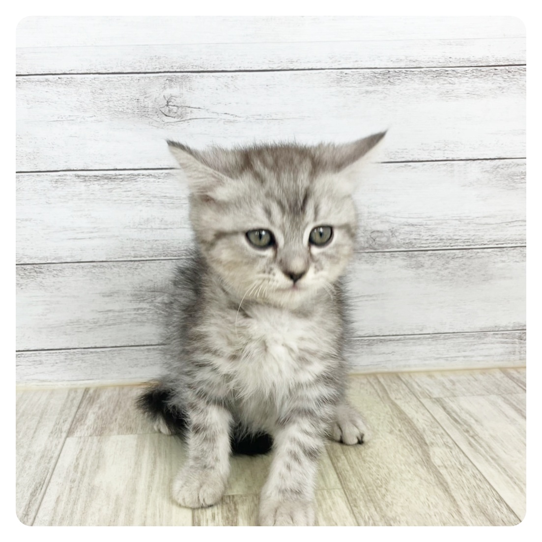 兵庫県のミヌエット (犬の家＆猫の里川西店/2025年5月20日生まれ/男の子/シルバータビー)の子猫