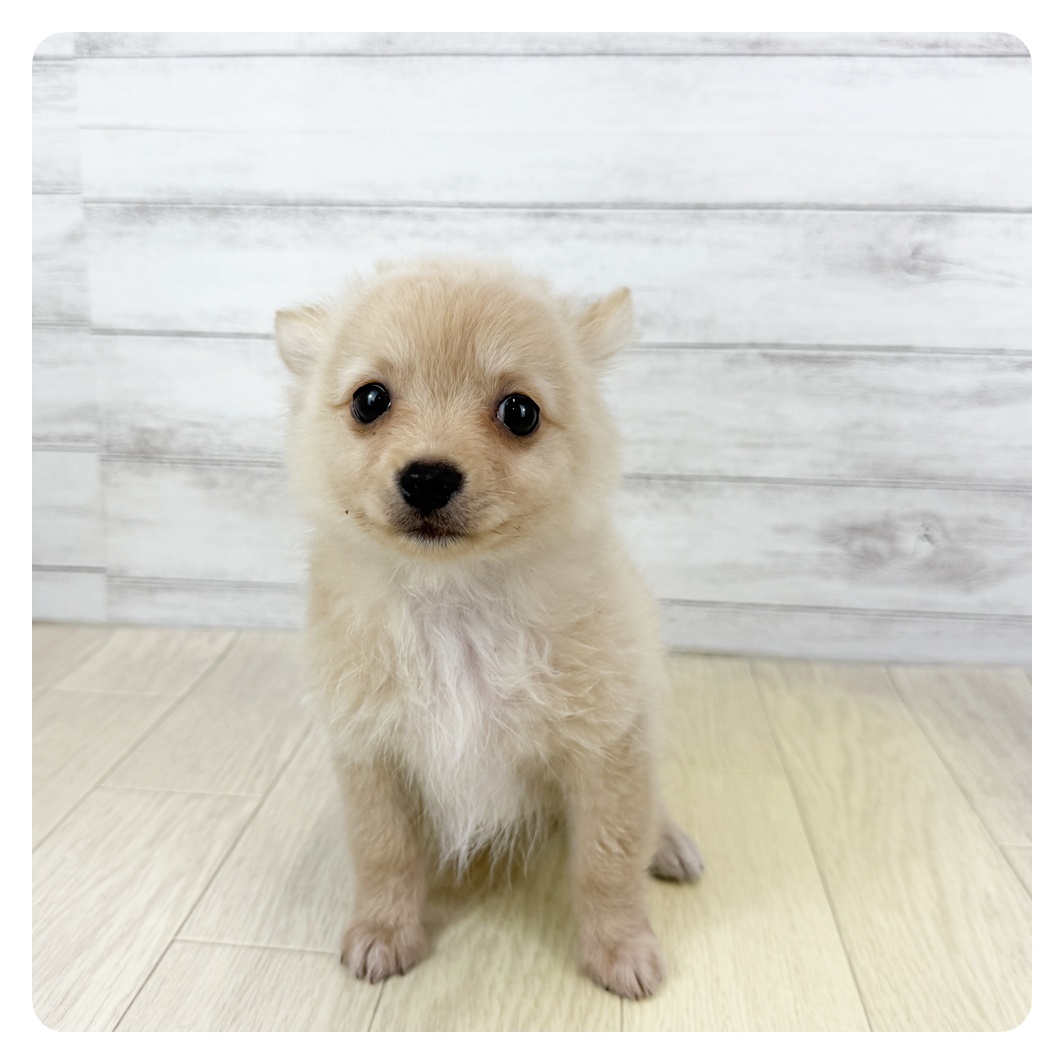 愛知県のポメチワ/チワポメ/ポメチー(ポメラニアン×チワワ) (犬の家＆猫の里春日井本店/2025年5月21日生まれ/男の子/クリーム)の子犬