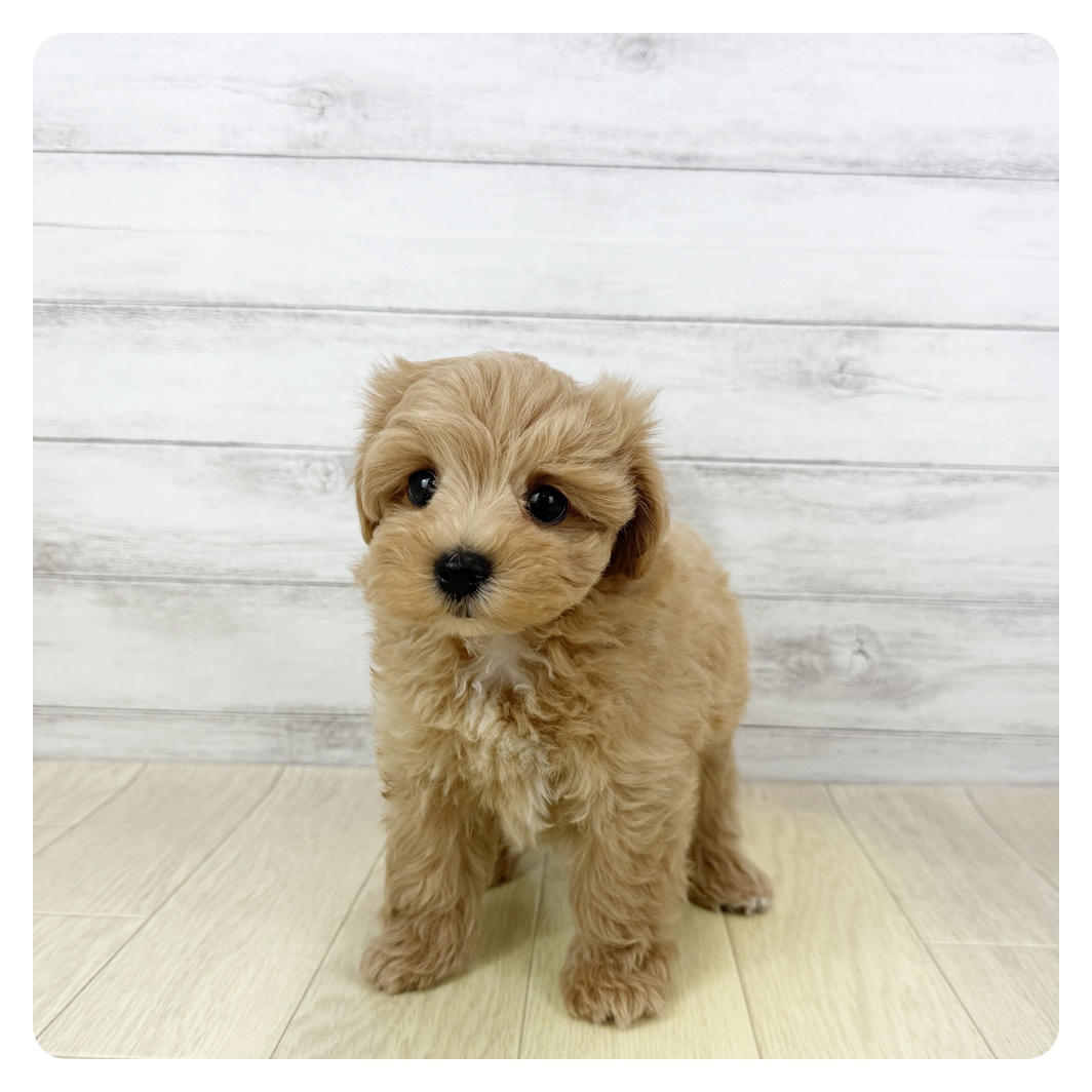 愛知県のマルプー(マルチーズ×プードル) (犬の家＆猫の里春日井本店/2025年5月22日生まれ/男の子/アプリコットホワイト)の子犬