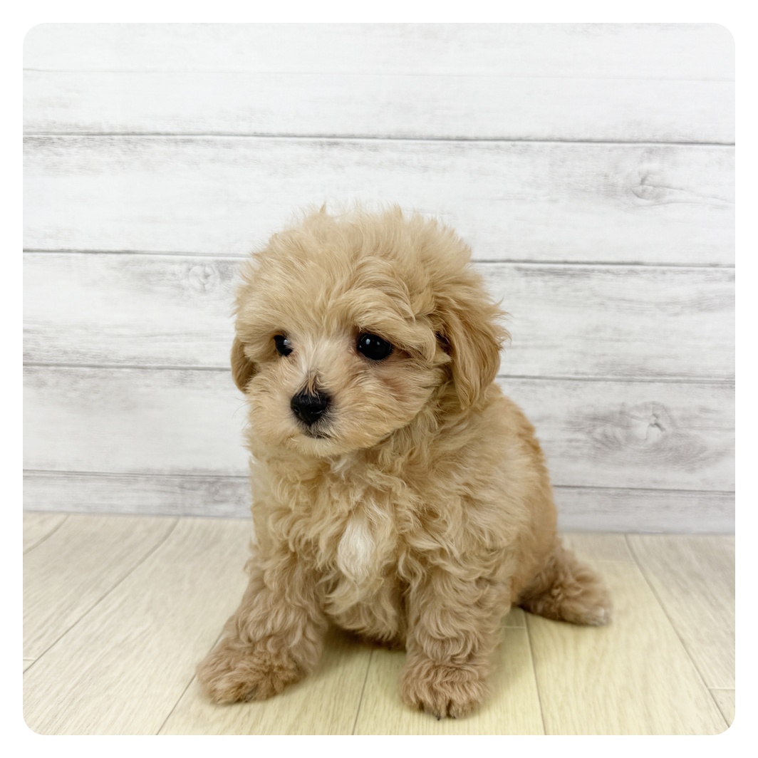 愛知県のマルプー(マルチーズ×プードル) (犬の家＆猫の里春日井本店/2025年5月22日生まれ/男の子/アプリコット)の子犬