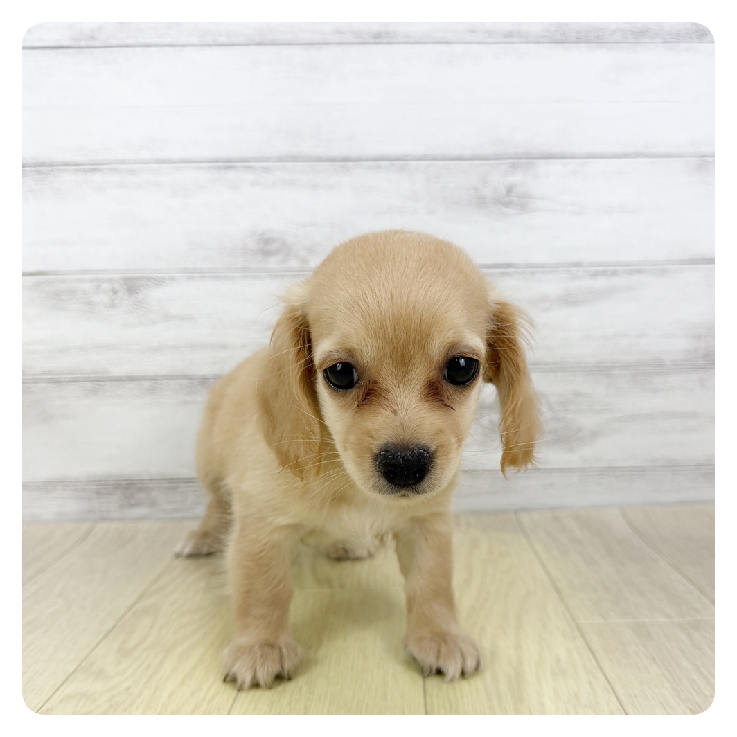 愛知県のチワックス(チワワ×ダックス) (犬の家＆猫の里春日井本店/2025年5月24日生まれ/女の子/クリーム)の子犬
