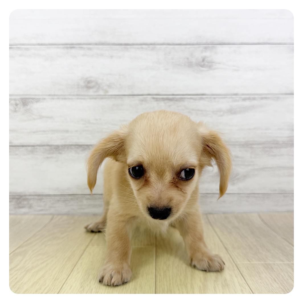愛知県のチワックス(チワワ×ダックス) (犬の家＆猫の里春日井本店/2025年5月24日生まれ/男の子/クリーム)の子犬
