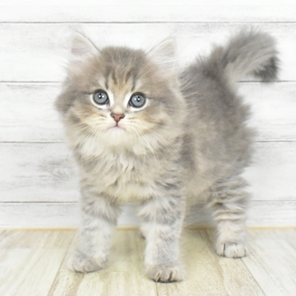 兵庫県のミヌエット (犬の家＆猫の里川西店/2025年5月25日生まれ/男の子/ブルータビー)の子猫