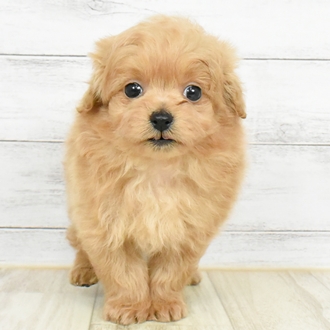 兵庫県のポメプー(ポメラニアン×プードル) (犬の家＆猫の里ゆめタウン姫路店/2025年5月20日生まれ/男の子/アプリコット)の子犬の2枚目の画像