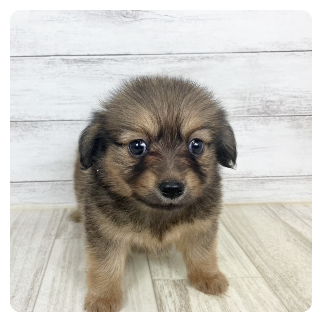 岡山県のポメックス(ポメラニアン×ダックス) (犬の家＆猫の里倉敷中庄店/2025年5月24日生まれ/女の子/レッド)の子犬の4枚目の画像