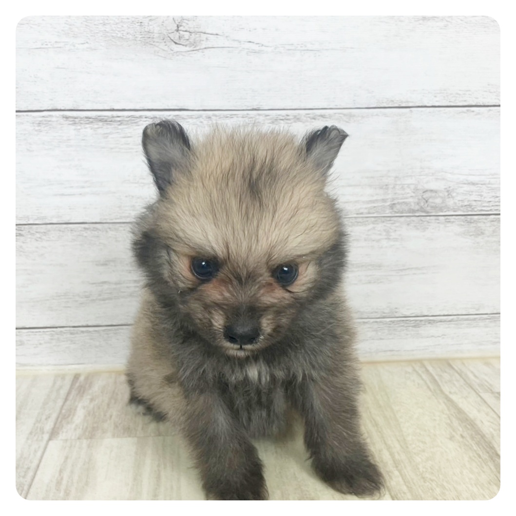 岡山県のポメラニアン (犬の家＆猫の里岡山店/2025年5月24日生まれ/男の子/ウルフセーブル)の子犬の4枚目の画像