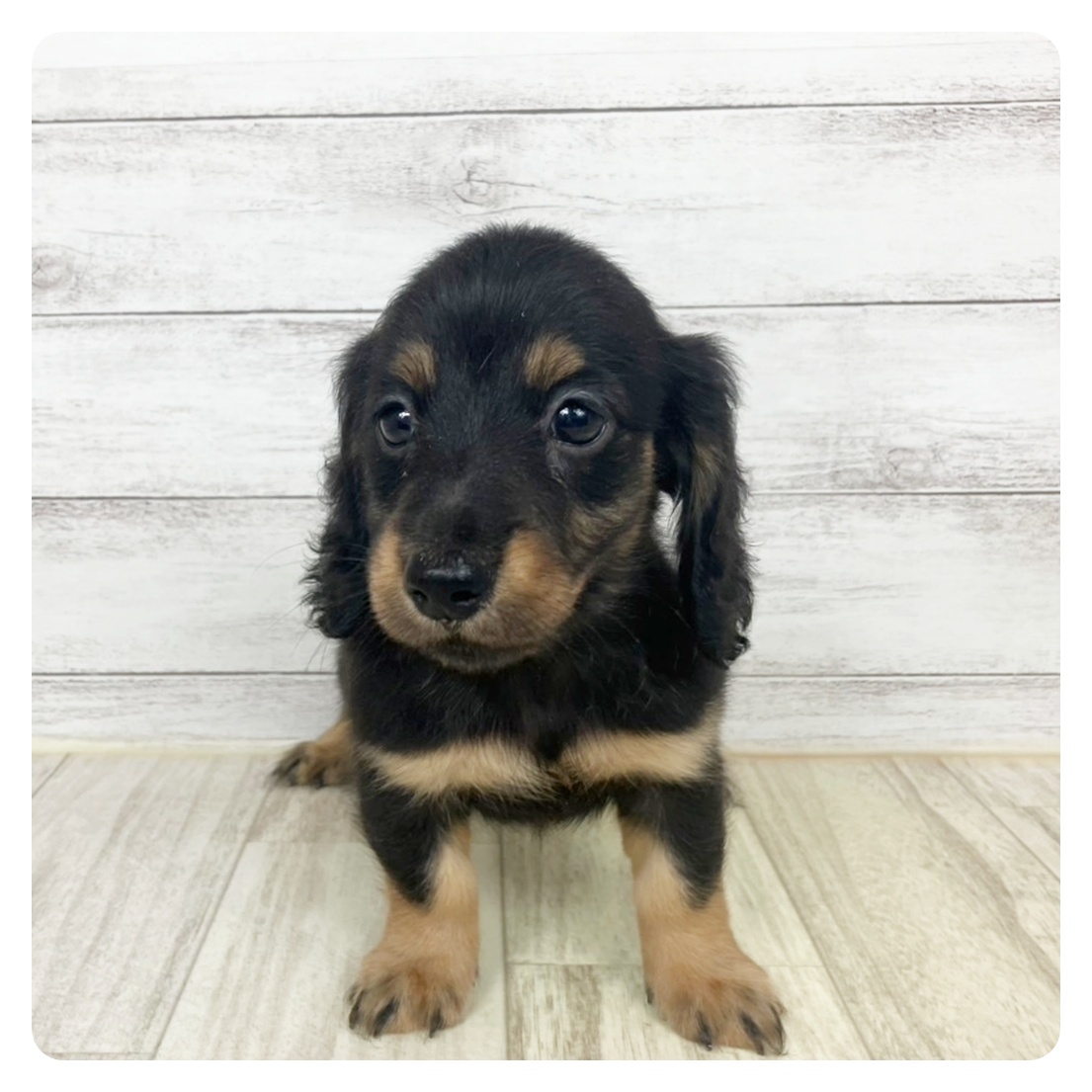 岡山県のミニチュアダックスフンド(ロング) (犬の家＆猫の里倉敷中庄店/2025年5月24日生まれ/女の子/ブラックタン)の子犬の2枚目の画像