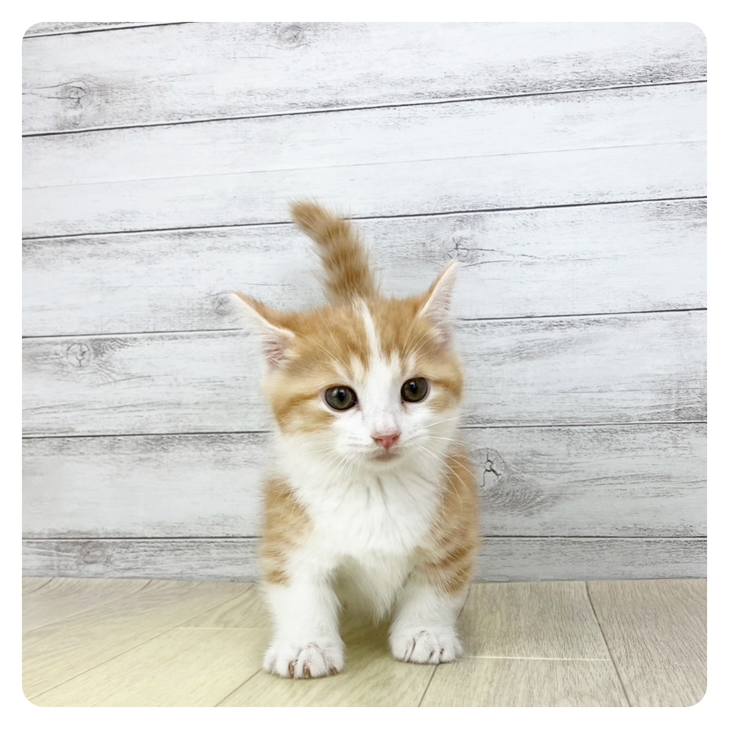 福井県のマンチカン (犬の家＆猫の里アミーゴ福井店/2025年5月21日生まれ/男の子/レッドタビーホワイト)の子猫の2枚目の画像