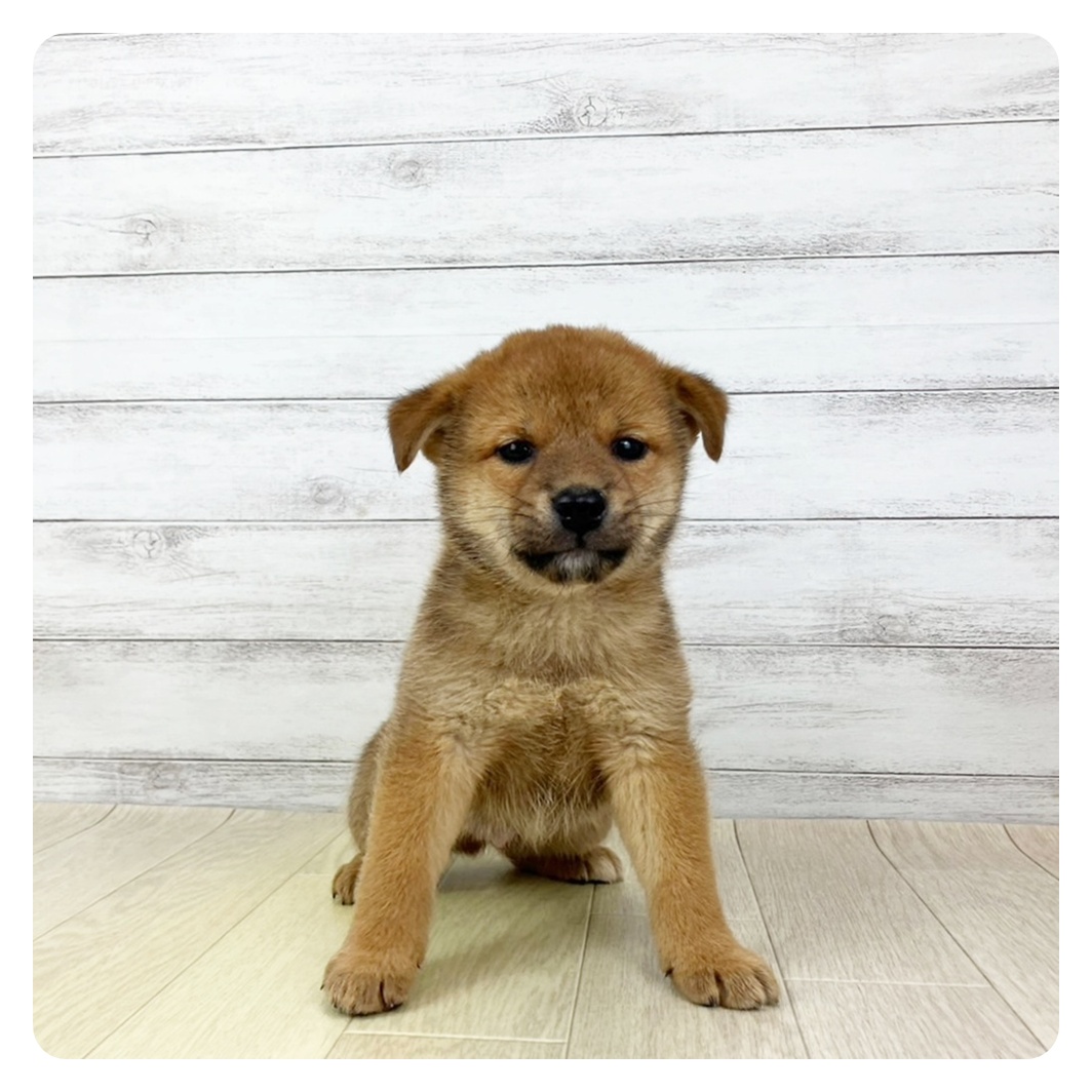 愛知県の柴犬(標準サイズ) (犬の家＆猫の里一宮店/2025年5月25日生まれ/男の子/赤)の子犬