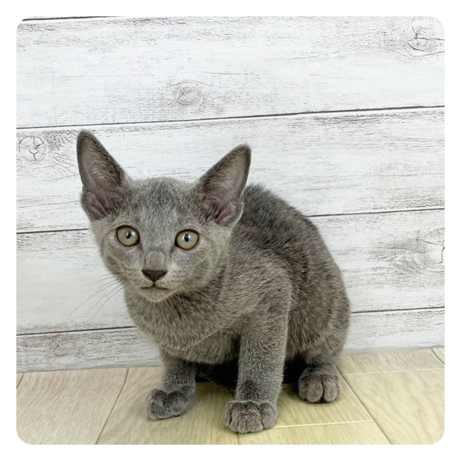 富山県のロシアンブルー (犬の家＆猫の里アミーゴ高岡蓮花寺店/2025年5月23日生まれ/女の子/ブルー)の子猫の2枚目の画像