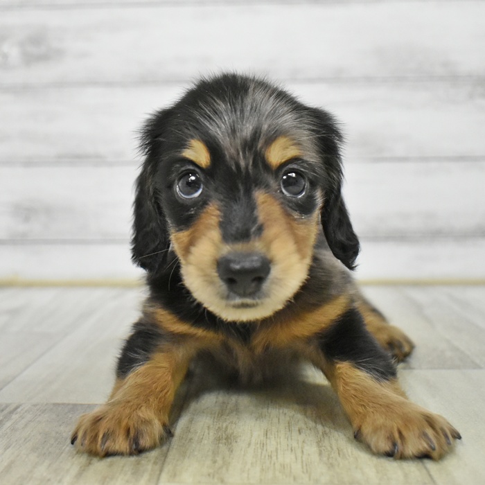 愛知県のミニチュアダックスフンド(ロング) (犬の家＆猫の里豊川インター店/2025年5月27日生まれ/女の子/イザベラダップル)の子犬