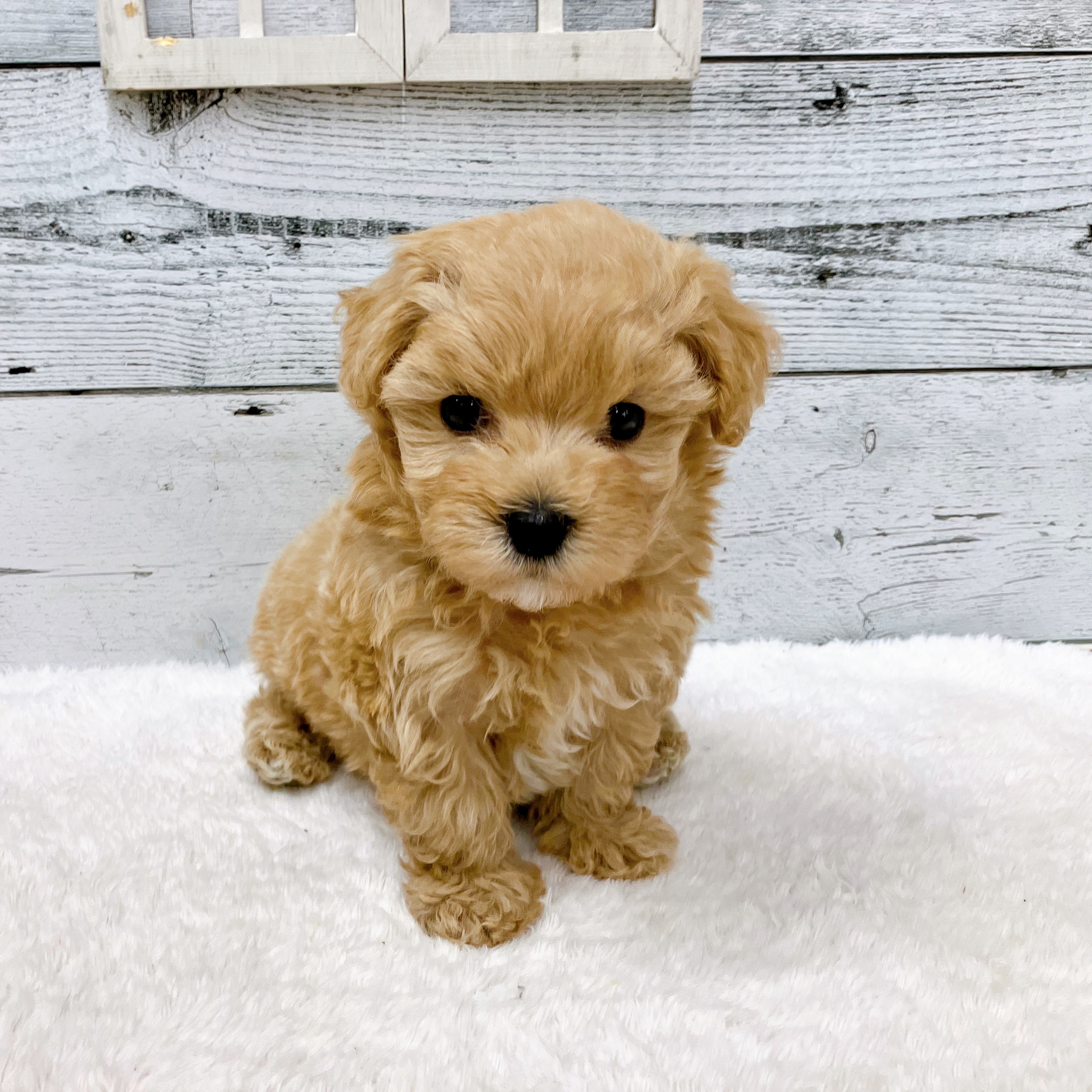 石川県のマルプー(マルチーズ×プードル) (犬の家＆猫の里アミーゴ金沢おこばた店/2025年5月27日生まれ/男の子/クリーム)の子犬