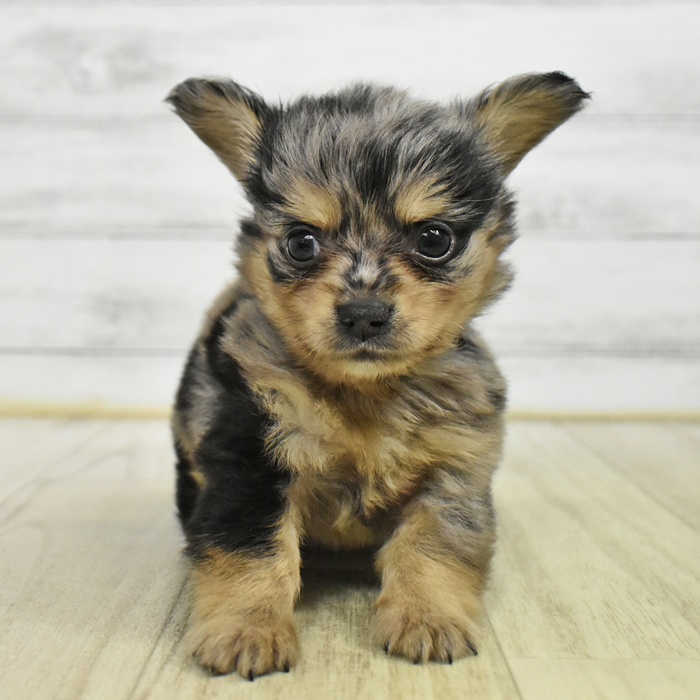 シルバーダップル ダップルのミニチュアダックスフンドの子犬を探す｜ブリーダー