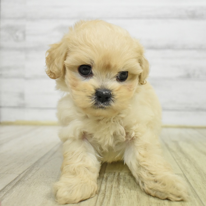 愛知県のペキプー(ペキニーズ×プードル) (犬の家＆猫の里豊川インター店/2025年5月25日生まれ/男の子/クリーム)の子犬の2枚目の画像