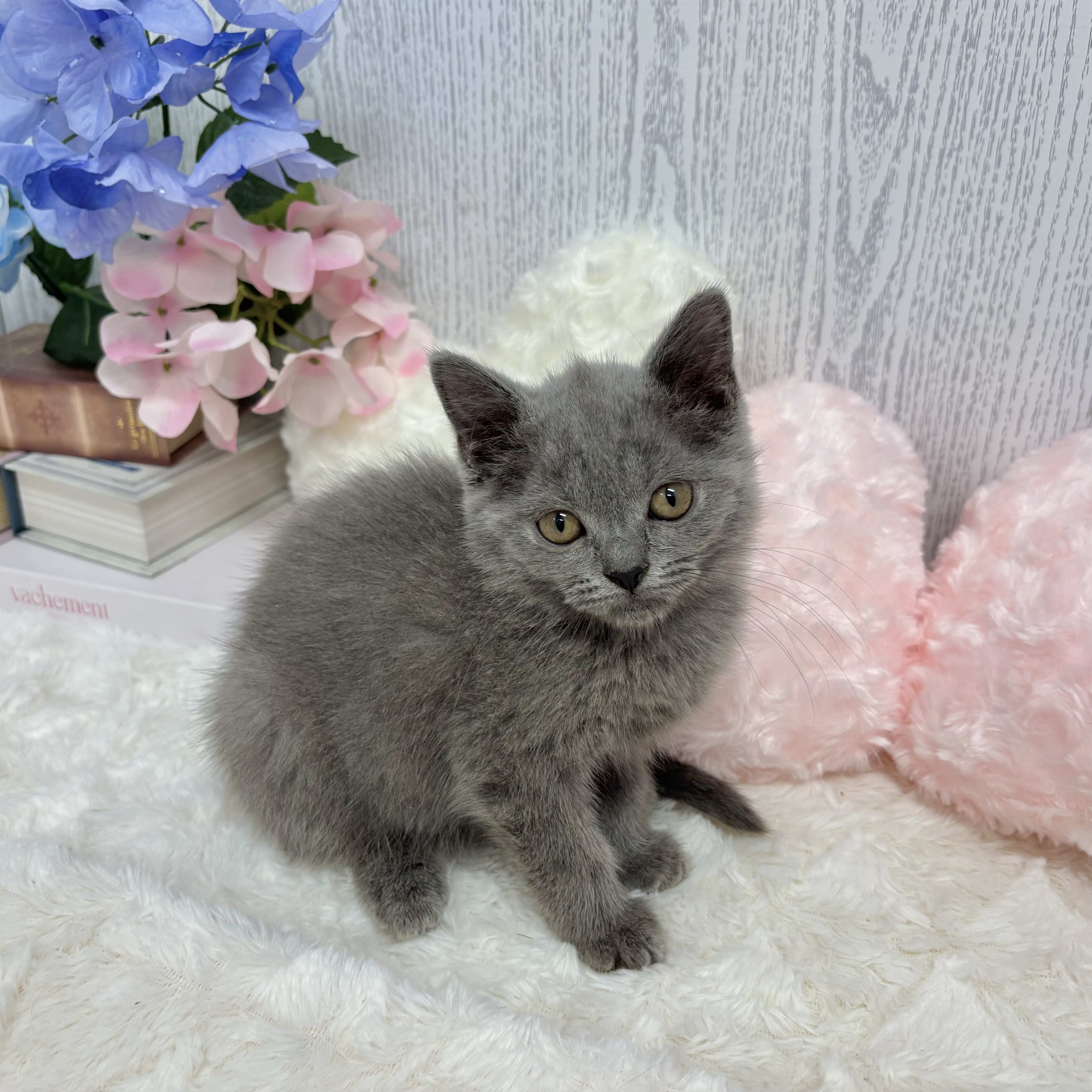 神奈川県のブリティッシュショートヘアー (犬の家＆猫の里相模原店/2025年5月21日生まれ/女の子/ブルー)の子猫の1枚目の画像
