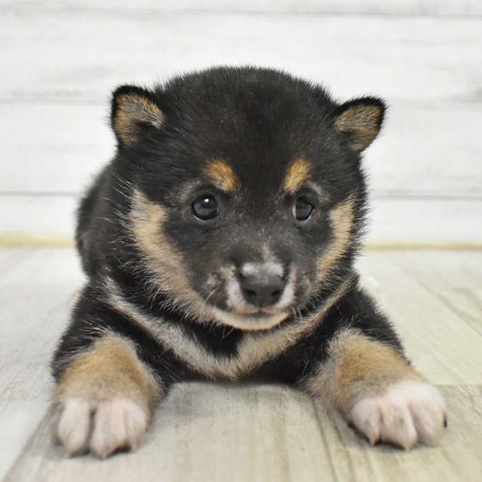 千葉県の豆柴 (犬の家＆猫の里BIGHOPガーデンモール印西店/2025年5月26日生まれ/女の子/黒)の子犬の3枚目の画像