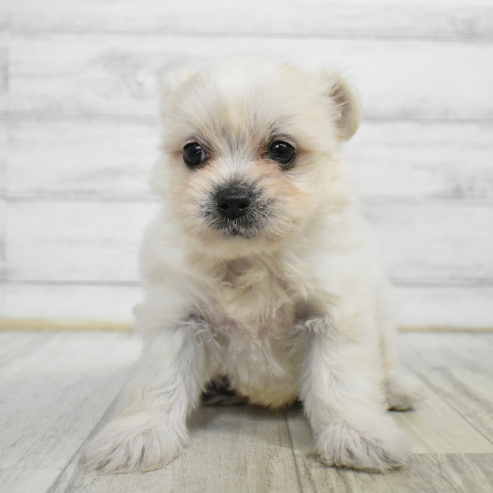 静岡県のハーフ犬・ミックス犬 (犬の家＆猫の里マークイズ静岡店/2025年5月27日生まれ/男の子/ホワイト)の子犬の4枚目の画像