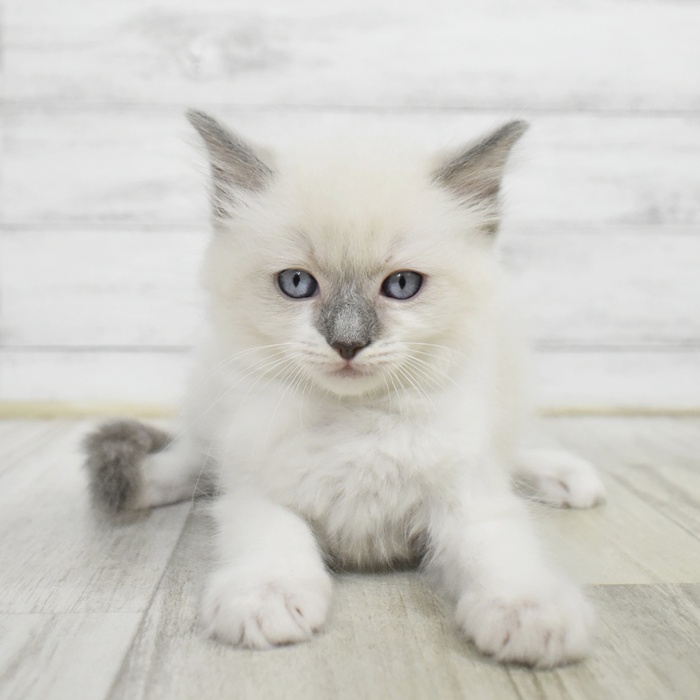 千葉県のラグドール (犬の家＆猫の里ワンズモール稲毛店/2025年5月26日生まれ/男の子/ブルーポイント)の子猫の2枚目の画像