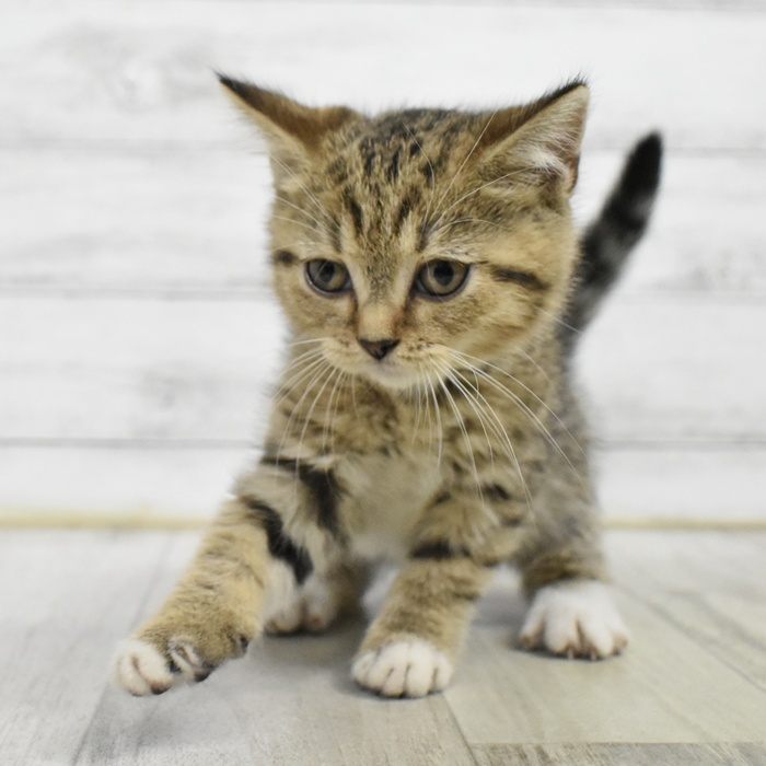 愛知県のマンチカン (犬の家＆猫の里春日井本店/2025年5月23日生まれ/女の子/ブラウンタビーホワイト)の子猫の4枚目の画像