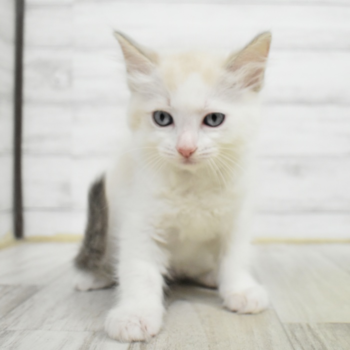 千葉県のラグドール (犬の家＆猫の里BIGHOPガーデンモール印西店/2025年5月26日生まれ/男の子/ブルーポイントバイカラー)の子猫の2枚目の画像