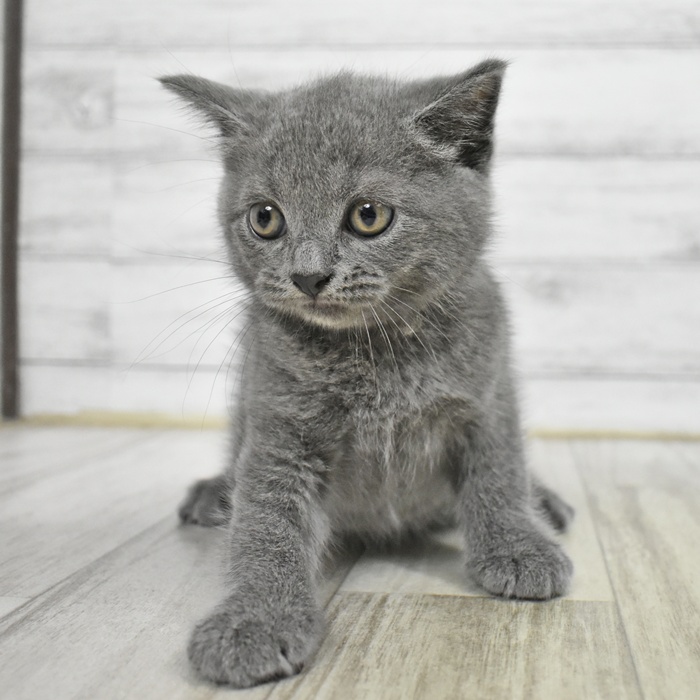福井県のブリティッシュショートヘアー (犬の家＆猫の里福井店/2025年5月26日生まれ/男の子/ブルー)の子猫の2枚目の画像