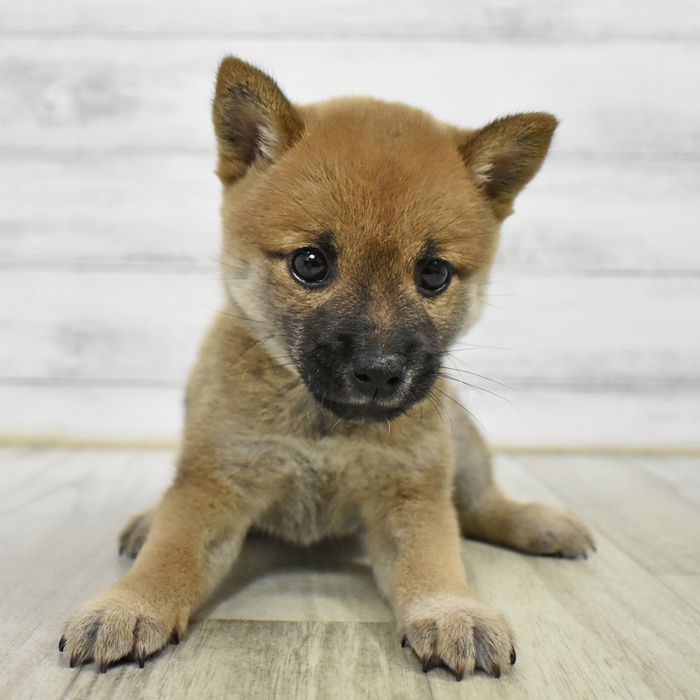 長野県の豆柴 (犬の家＆猫の里カインズ梓川店/2025年5月27日生まれ/女の子/赤)の子犬の2枚目の画像