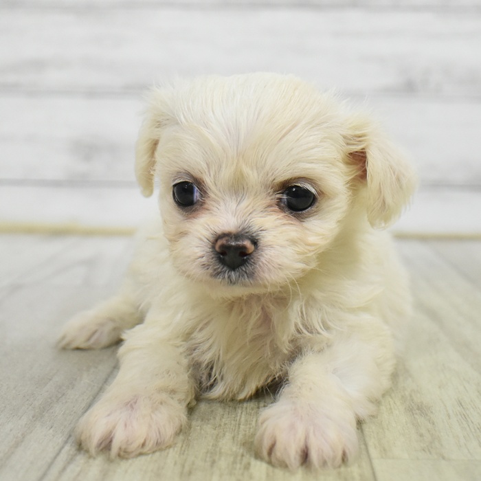 静岡県のハーフ犬・ミックス犬 (犬の家＆猫の里プレ葉ウォーク浜北店/2025年5月26日生まれ/女の子/ホワイトクリーム)の子犬