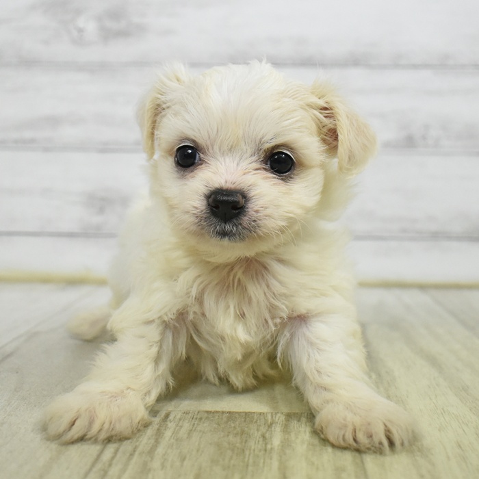 千葉県のハーフ犬・ミックス犬 (犬の家＆猫の里BIGHOPガーデンモール印西店/2025年5月26日生まれ/女の子/ホワイトクリーム)の子犬の2枚目の画像