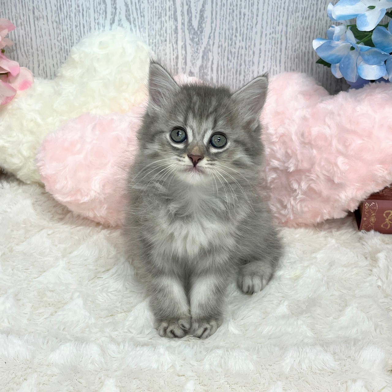 神奈川県のミヌエット (犬の家＆猫の里モザイクモール港北店/2025年5月27日生まれ/女の子/ブルータビー)の子猫の3枚目の画像