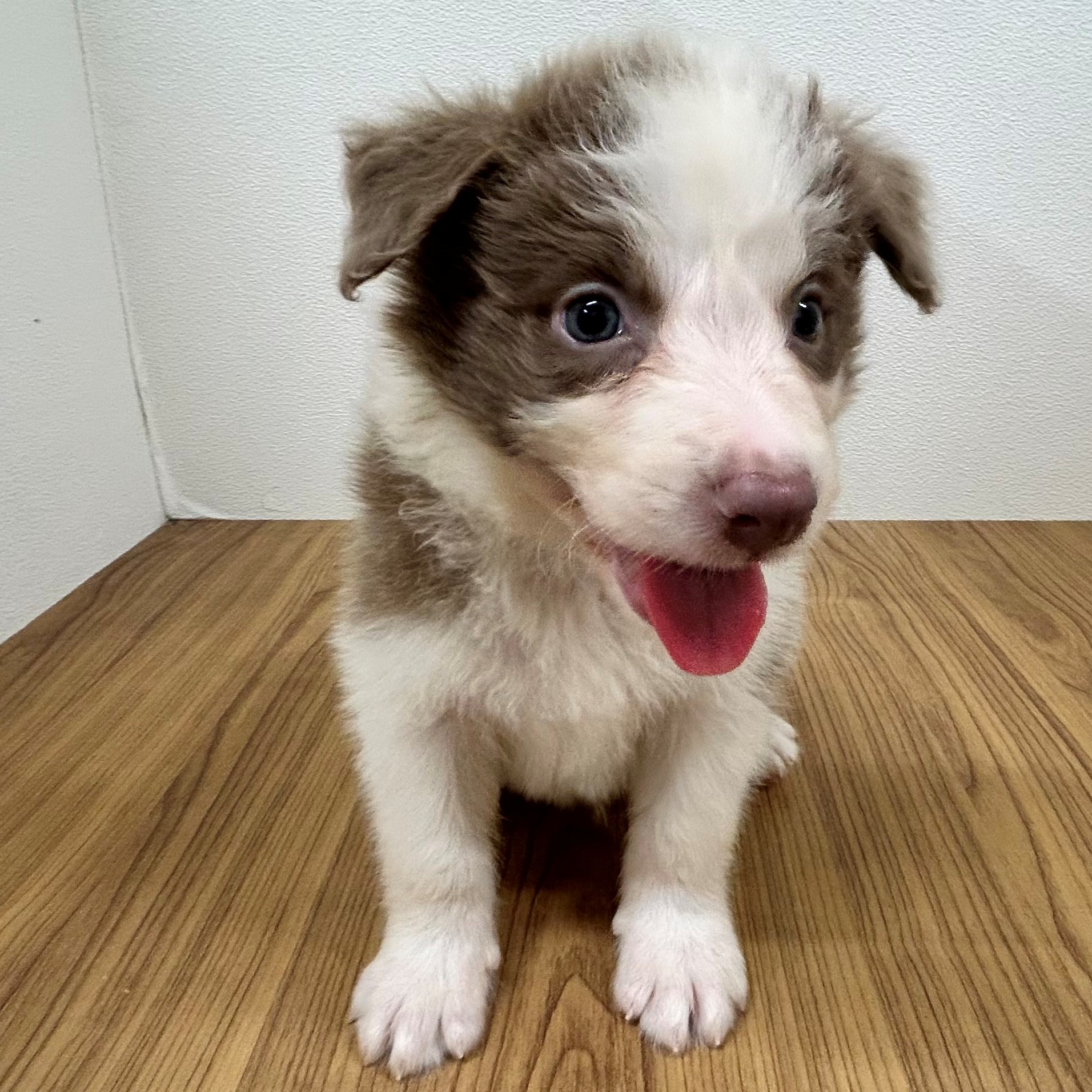 福岡県のボーダーコリー (犬の家＆猫の里トリアス久山店/2025年5月27日生まれ/男の子/イザベラホワイト)の子犬の1枚目の画像