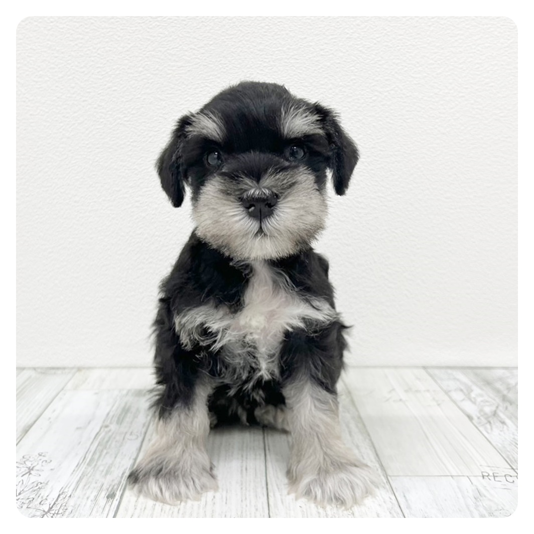福岡県のミニチュアシュナウザー (犬の家＆猫の里シュロアモール筑紫野店/2025年5月23日生まれ/男の子/ブラックシルバー)の子犬