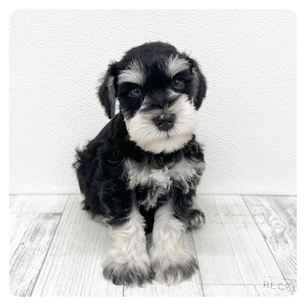 福岡県のミニチュアシュナウザー (犬の家＆猫の里トリアス久山店/2025年5月23日生まれ/男の子/ブラックシルバー)の子犬の1枚目の画像