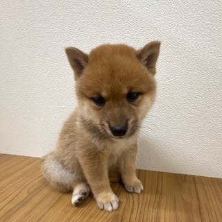 福岡県の豆柴 (犬の家＆猫の里トリアス久山店/2025年5月17日生まれ/男の子/赤)の子犬の1枚目の画像