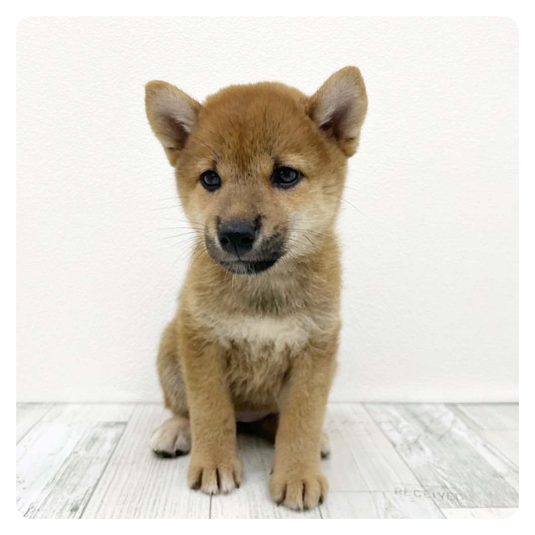福岡県の柴犬(標準サイズ) (犬の家＆猫の里シュロアモール筑紫野店/2025年5月25日生まれ/女の子/赤)の子犬