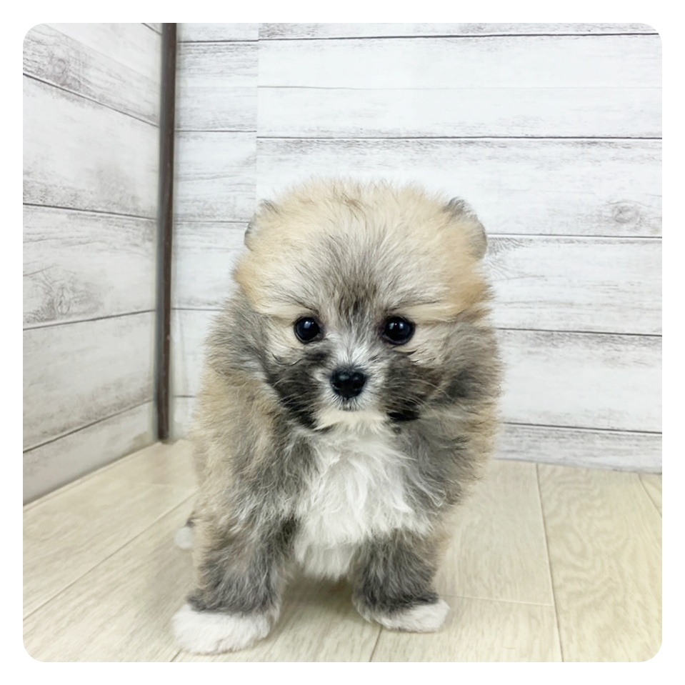 愛知県のポメビション(ポメラニアン×ビションフリーゼ) (犬の家＆猫の里春日井本店/2025年5月27日生まれ/女の子/フォーンホワイト)の子犬