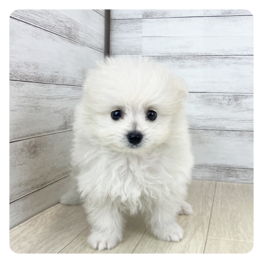 愛知県のポメビション(ポメラニアン×ビションフリーゼ) (犬の家＆猫の里碧南店/2025年5月27日生まれ/女の子/クリームホワイト)の子犬
