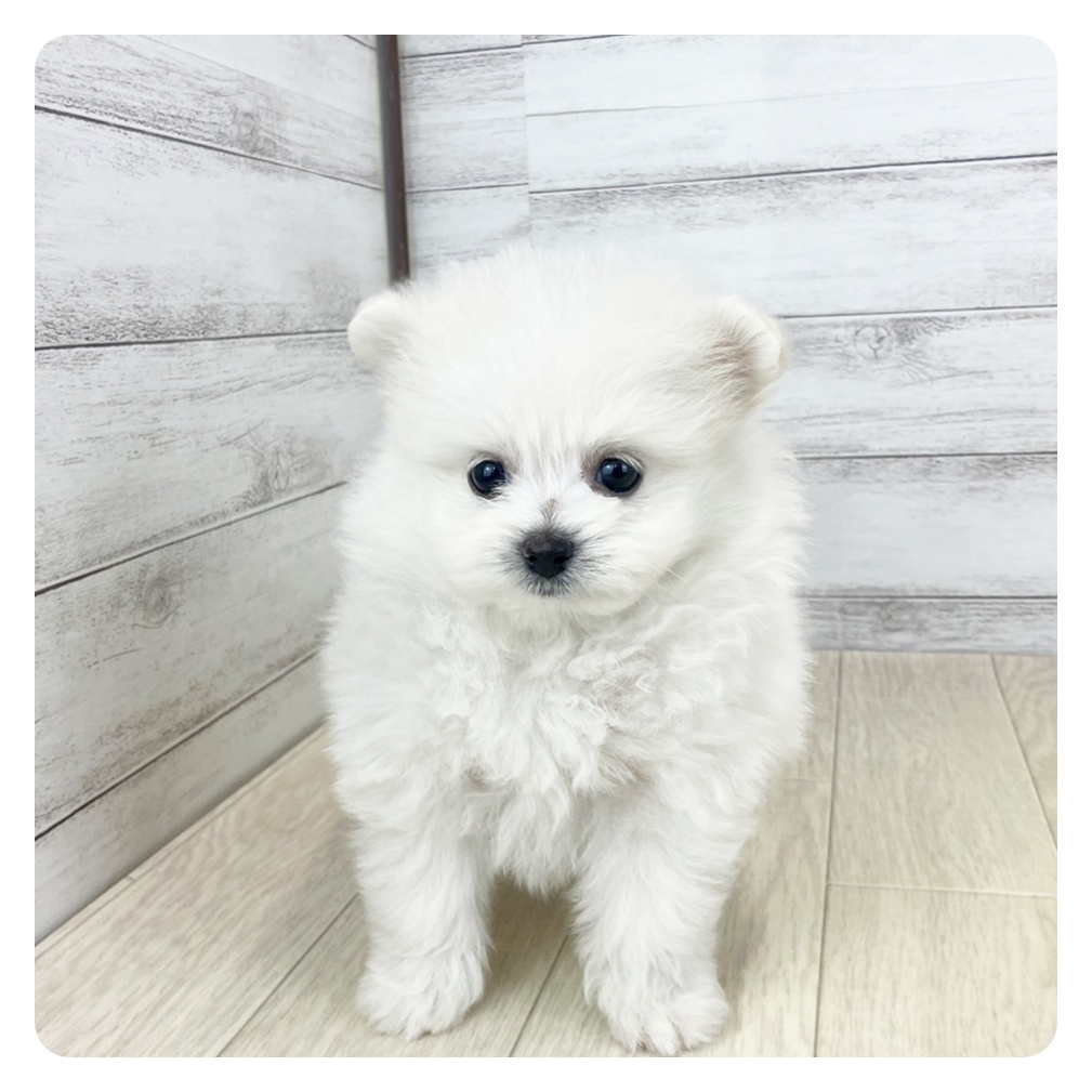 三重県のポメビション(ポメラニアン×ビションフリーゼ) (犬の家＆猫の里三重桑名店/2025年5月27日生まれ/女の子/クリームホワイト)の子犬